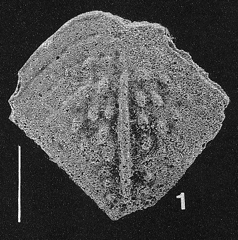 Inflatobolivinella subrugosa (Butt) TOPOTYPE