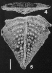 Inflatobolivinella subrugosa (Butt) SCHIZONT