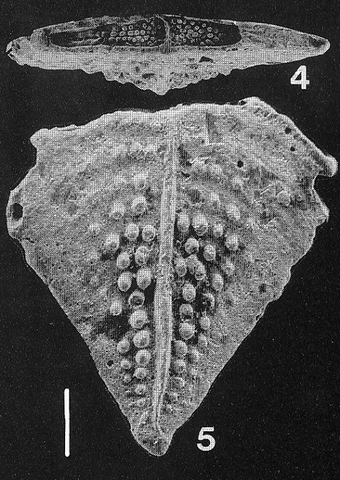 Inflatobolivinella subrugosa (Butt) SCHIZONT Inflatobolivinella subrugosa (Butt) SCHIZONT