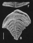 Inflatobolivinella subrugosa (Butt) SCHIZONT