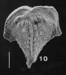 Inflatobolivinella subrugosa eocenica Hayward PARATYPE