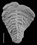 Inflatobolivinella subrugosa zealandica Hayward PARATYPE