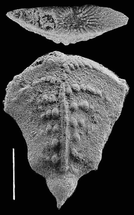 Inflatobolivinella subrugosa zealandica Hayward Inflatobolivinella subrugosa zealandica Hayward