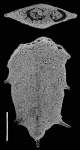 Inflatobolivinella tasmani Hayward PARATYPE