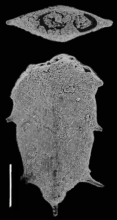 Inflatobolivinella tasmani Hayward PARATYPE Inflatobolivinella tasmani Hayward PARATYPE
