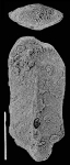 Inflatobolivinella tasmani Hayward PARATYPE