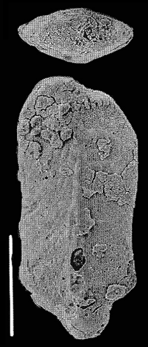 Inflatobolivinella tasmani Hayward PARATYPE Inflatobolivinella tasmani Hayward PARATYPE