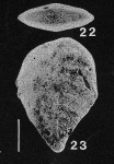 Inflatobolivinella virgata (Cushman)