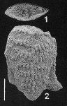Nodobolivinella glenysae Hayward HOLOTYPE