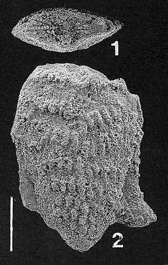 Nodobolivinella glenysae Hayward HOLOTYPE