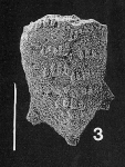 Nodobolivinella glenysae Hayward PARATYPE
