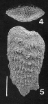 Nodobolivinella glenysae Hayward PARATYPE