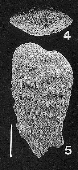 Nodobolivinella glenysae Hayward PARATYPE