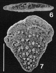 Nodobolivinella jhingrani (Kalia) TOPOTYPE