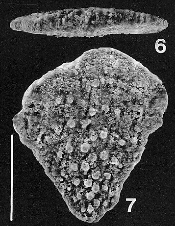 Nodobolivinella jhingrani (Kalia) TOPOTYPE Nodobolivinella jhingrani (Kalia) TOPOTYPE
