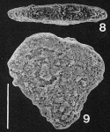 Nodobolivinella jhingrani (Kalia) TOPOTYPE