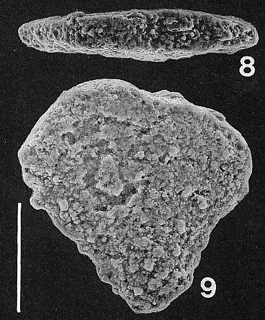 Nodobolivinella jhingrani (Kalia) TOPOTYPE