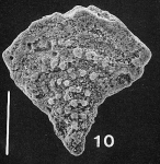 Nodobolivinella jhingrani (Kalia) TOPOTYPE