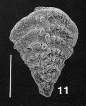Nodobolivinella jhingrani (Kalia) TOPOTYPE