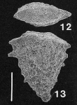 Nodobolivinella jhingrani (Kalia)