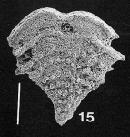 Nodobolivinella jhingrani (Kalia)