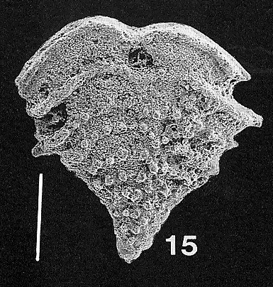 Nodobolivinella jhingrani (Kalia)