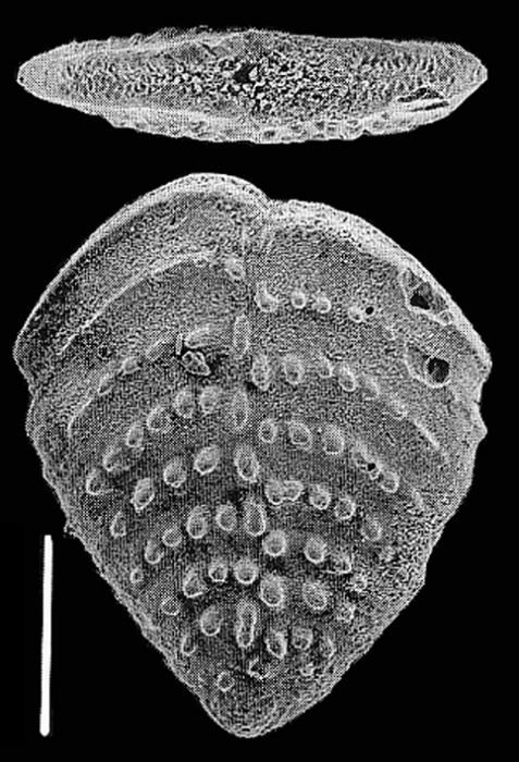 Nodobolivinella nodosa Hayward PARATYPE Nodobolivinella nodosa Hayward PARATYPE