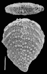 Nodobolivinella nodosa Hayward
