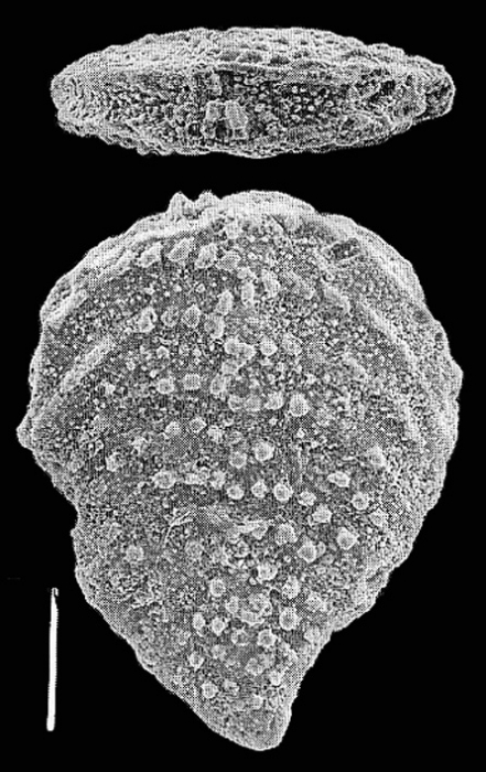Nodobolivinella nodosa Hayward Nodobolivinella nodosa Hayward
