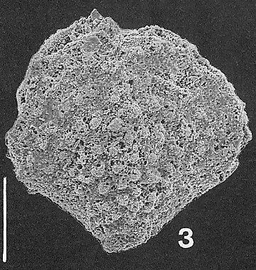 Nodobolivinella palmerae Hayward PARATYPE