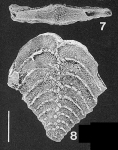 Nodobolivinella subpectinata (Cushman) TOPOTYPE