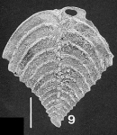 Nodobolivinella subpectinata (Cushman) TOPOTYPE