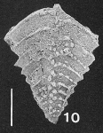 Nodobolivinella subpectinata (Cushman) TOPOTYPE, author: Hayward, Bruce