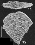 Nodobolivinella subpectinata (Cushman) TOPOTYPE