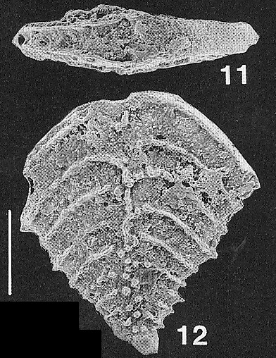 Nodobolivinella subpectinata (Cushman) TOPOTYPE