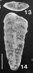 Bolivinella vicksburgensis Howe TOPOTYPE