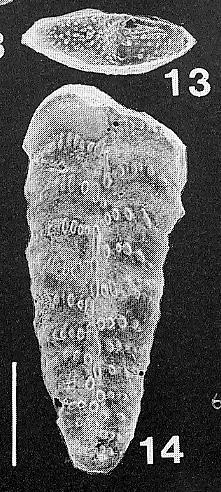 Bolivinella vicksburgensis Howe TOPOTYPE