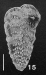 Bolivinella vicksburgensis Howe TOPOTYPE
