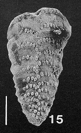 Bolivinella vicksburgensis Howe TOPOTYPE