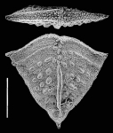 Nodobolivinella victoria Hayward PARATYPE