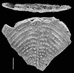 Nodobolivinella victoria Hayward