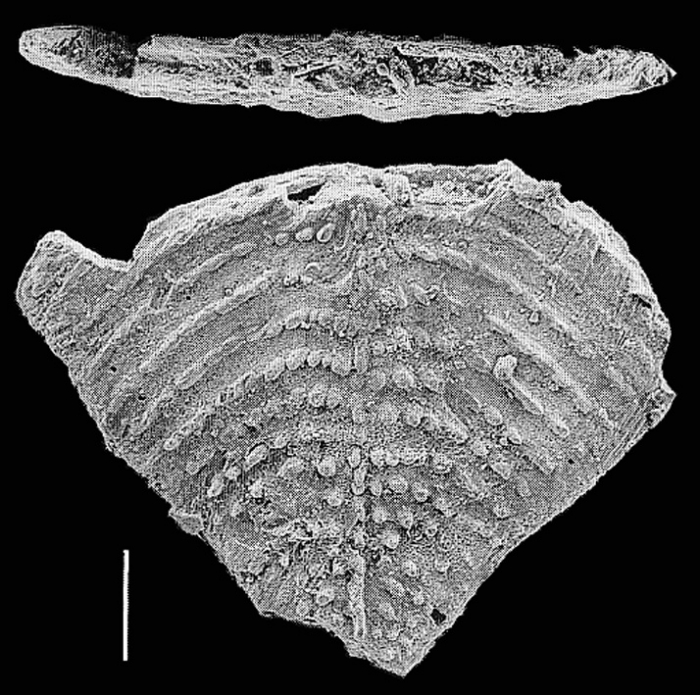 Nodobolivinella victoria Hayward