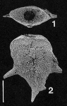 Punctobolivinella gibsoni Hayward PARATYPE