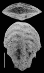 Inflatobolivinella robusta Hayward PARATYPE