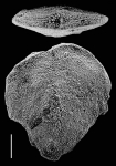 Inflatobolivinella laevigata Hayward HOLOTYPE