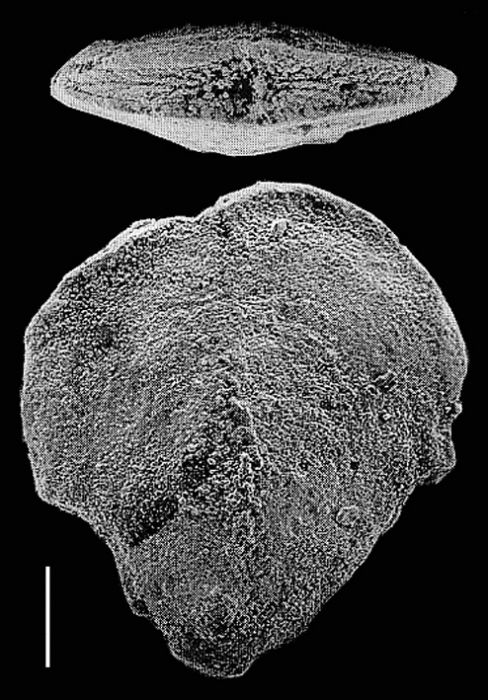 Inflatobolivinella laevigata Hayward HOLOTYPE Inflatobolivinella laevigata Hayward HOLOTYPE