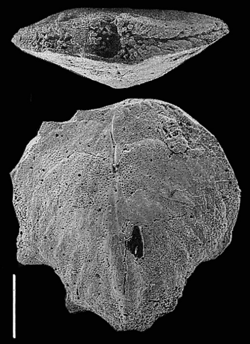 Punctobolivinella philippinensis (McCulloch) SCHIZONT