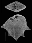 Punctobolivinella philippinensis (McCulloch) GAMONT