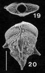 Punctobolivinella unca Hayward PARATYPE