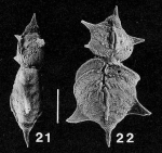 Punctobolivinella unca Hayward PARATYPE